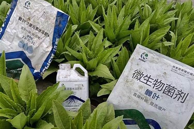 莴笋的施肥方案是什么