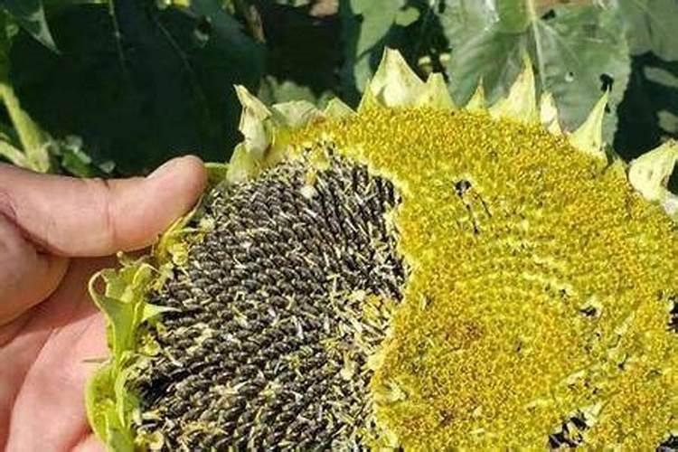 种油葵用什么肥料好