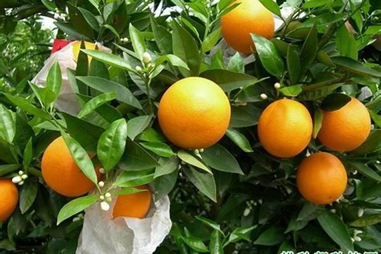夏橙几月成熟,夏橙的栽培技术简介