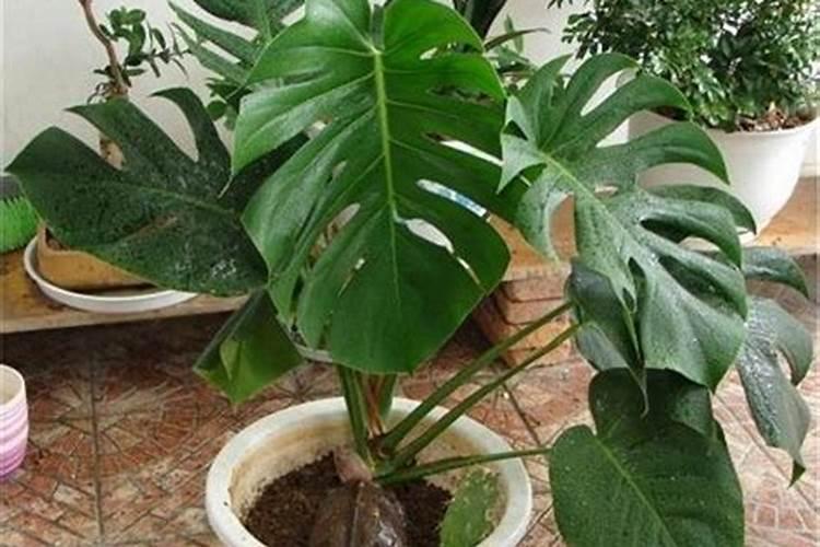 龟背竹花肥用什么合适 肥料制作与使用方法