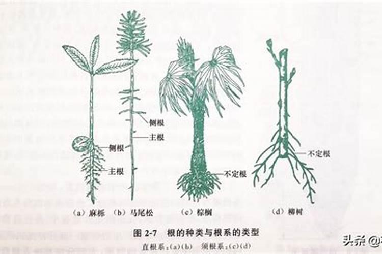 促进植物生根的肥料是钾肥还是磷肥