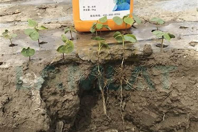 火龙果种植前要施什么肥
