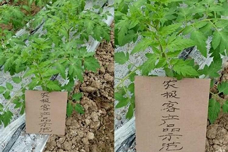 海藻肥和鱼蛋白肥哪个好 海藻肥的优缺点