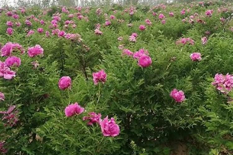白芍怎么种植