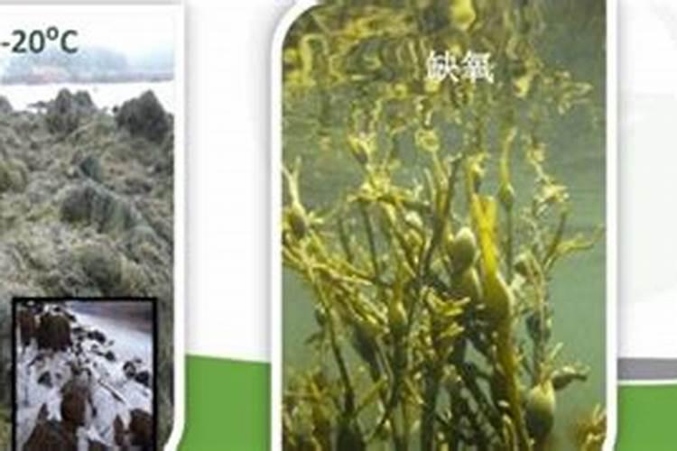 青岛明月蓝海生物科技有限公司明月海藻肥简介