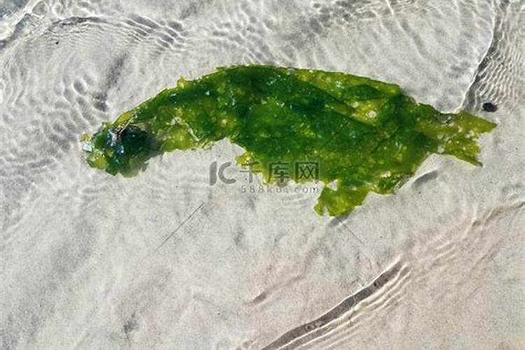 海藻肥料有什么特点？海藻肥料有什么功能？