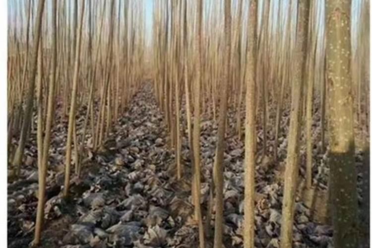 107杨树苗怎样种植