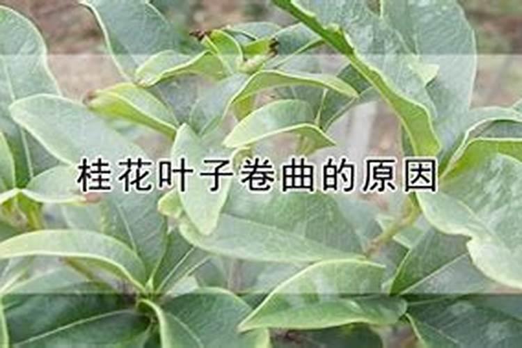 桂花树施肥用什么肥料好 施什么肥长得最快