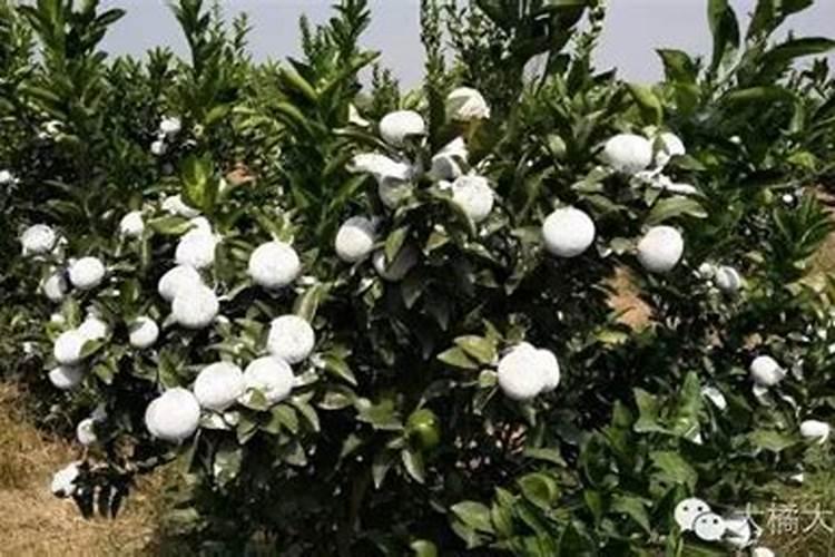 长寿花长花苞的时候施什么肥