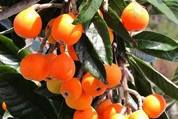 枇杷开花打什么药挂果率高