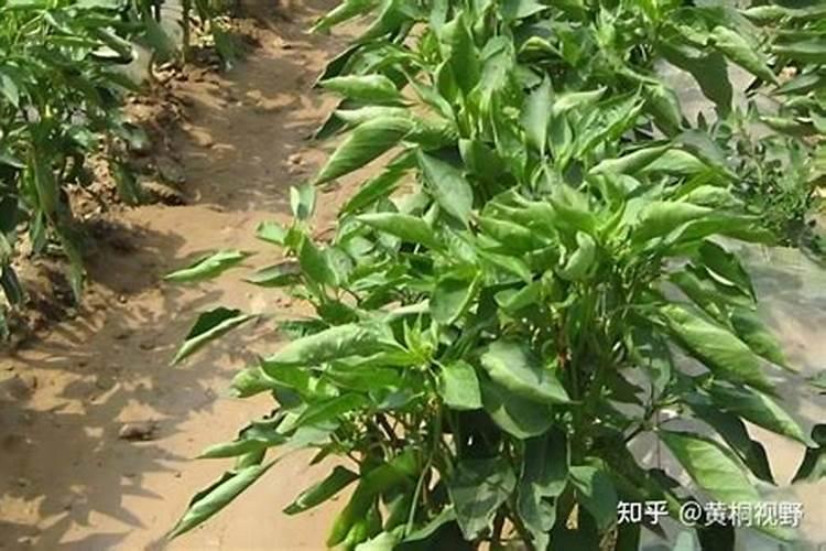 辣椒树叶子卷缩怎么办 辣椒树叶子卷缩解决方法