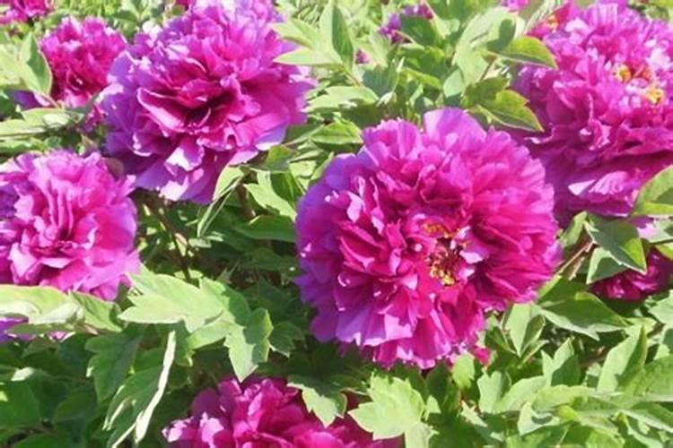 牡丹花什么时候施肥好 牡丹花施肥最佳时间
