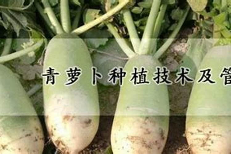 种青萝卜的方法和步骤
