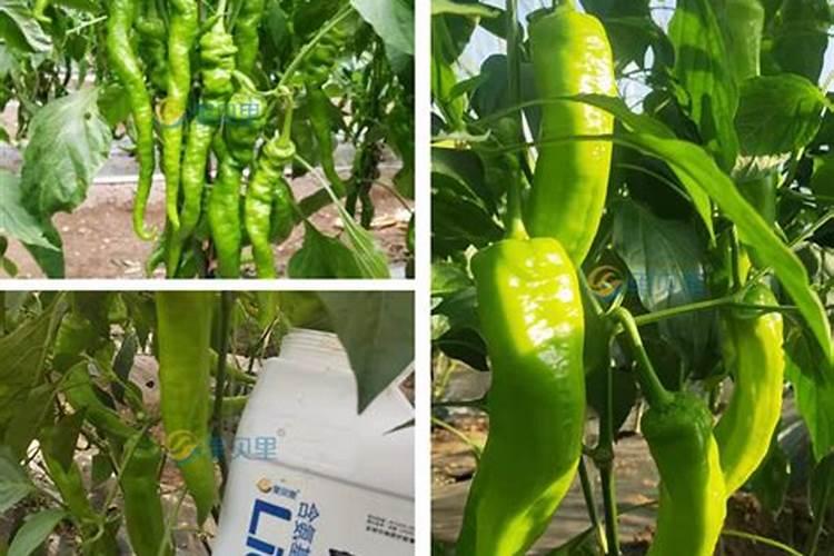 为什么夏天种植辣椒要补硼？硼有什么用？