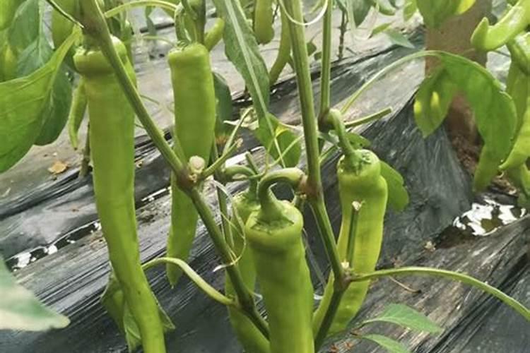 茄子正确施肥方法技术是什么？