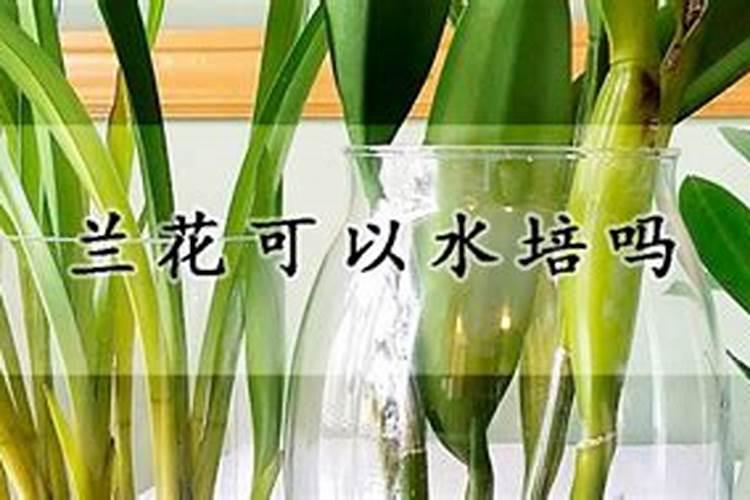 兰花草水培怎么养？有谁清楚？