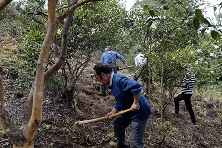 林地主要树种施肥方法 怎么样给林地树种施肥方法