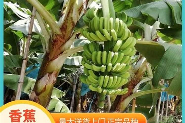 粉蕉种植管理技术