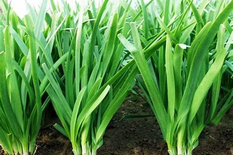 韭菜施什么肥长得又快又壮