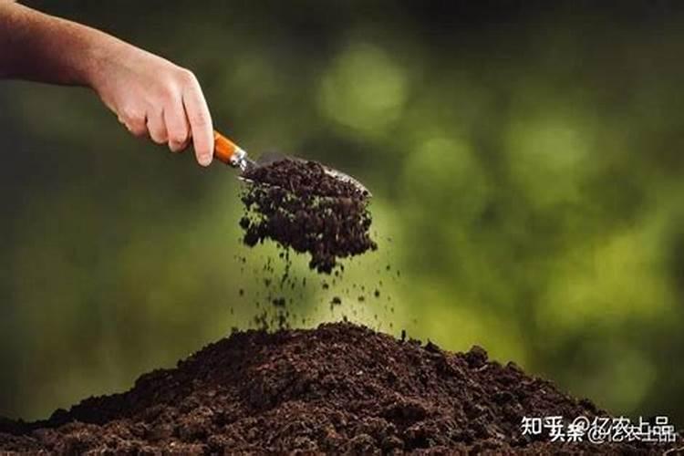 温室番茄怎样用硼砂肥