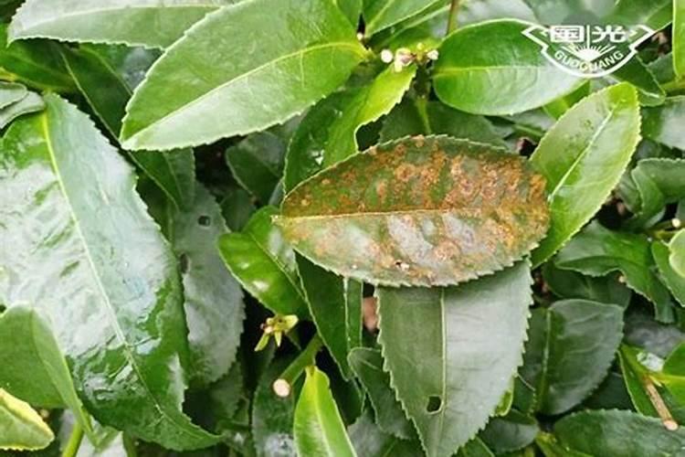 怎样区分茶花的叶子尖发褐色是肥害还是水害