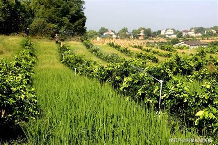 旱稻施肥的正确方法