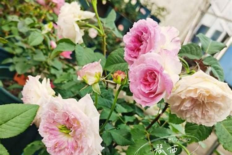 菜叶发黄是缺什么肥？