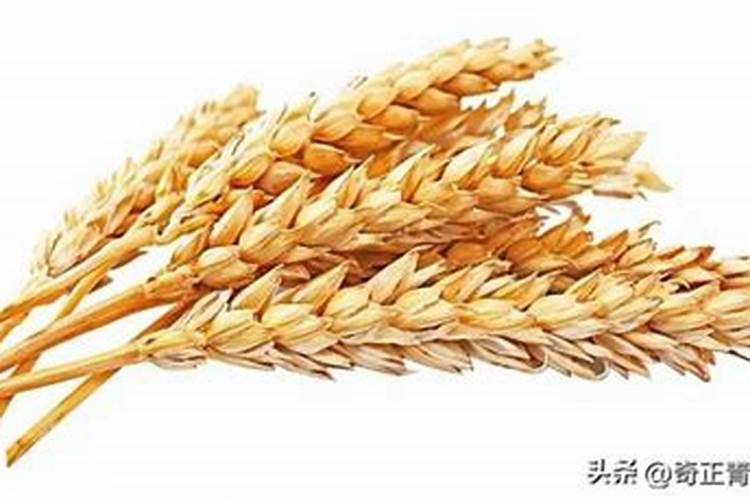 莜麦的种植能否重茬种植？