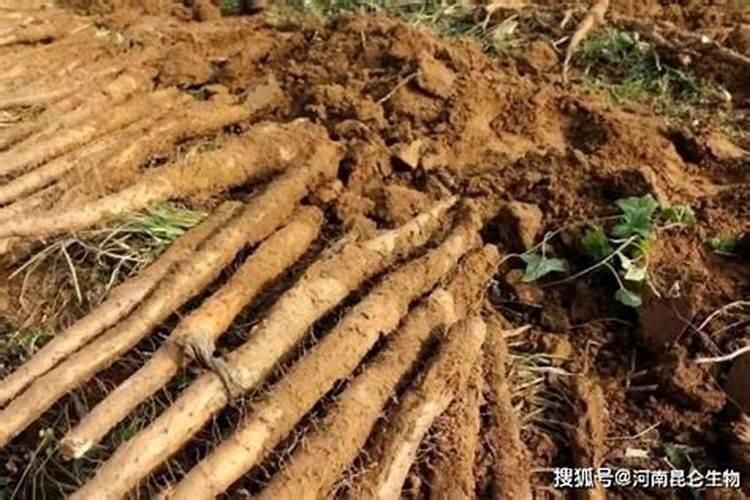 山药常见病害