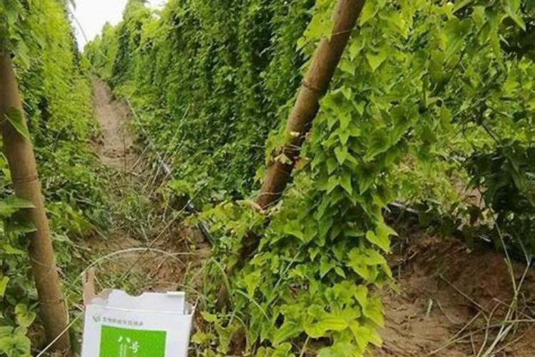 山药栽培常见病害 防治技术总结