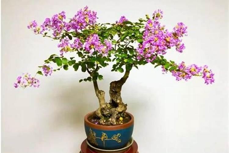 紫薇树施什么肥