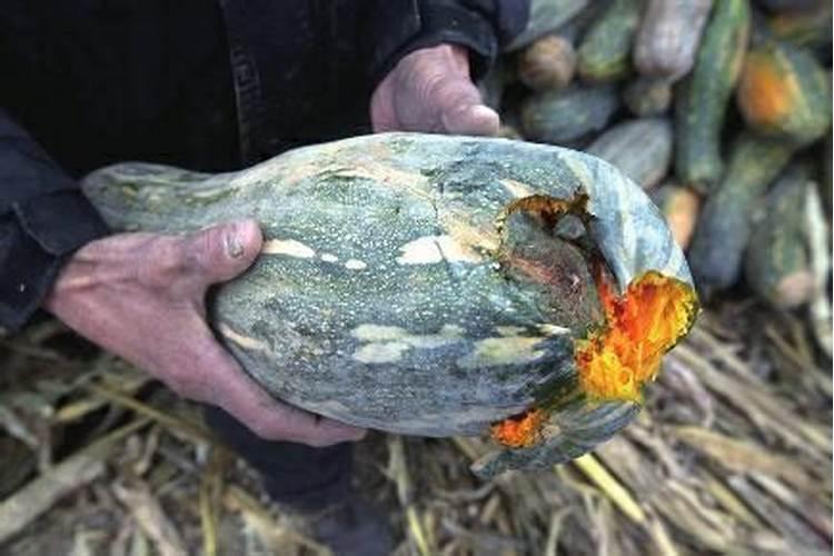 烂南瓜可以放土里种菜吗