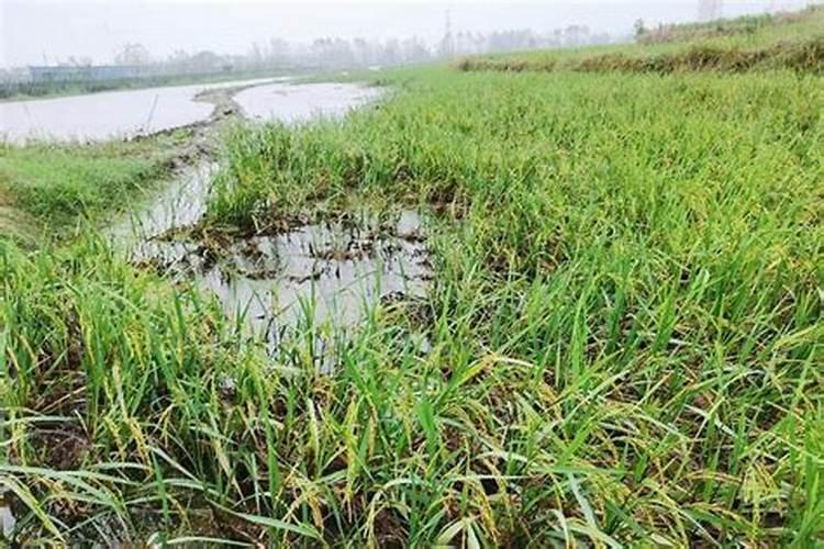 水稻用什么复合肥好