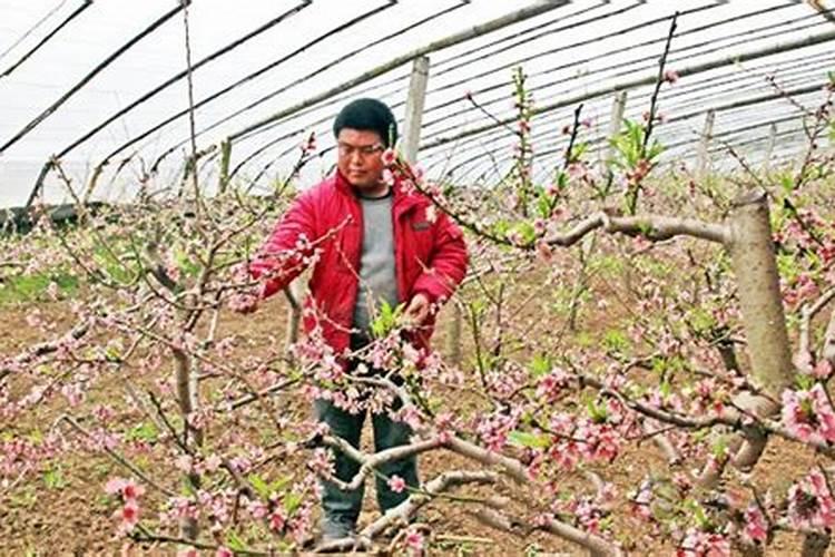 在暖棚内种植的油桃,究竟该在什么时候喂钙肥呢？