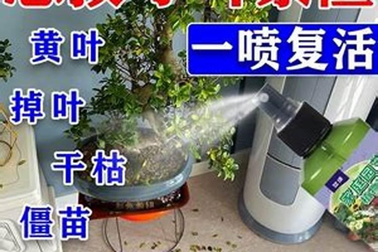 氮肥对果树的作用