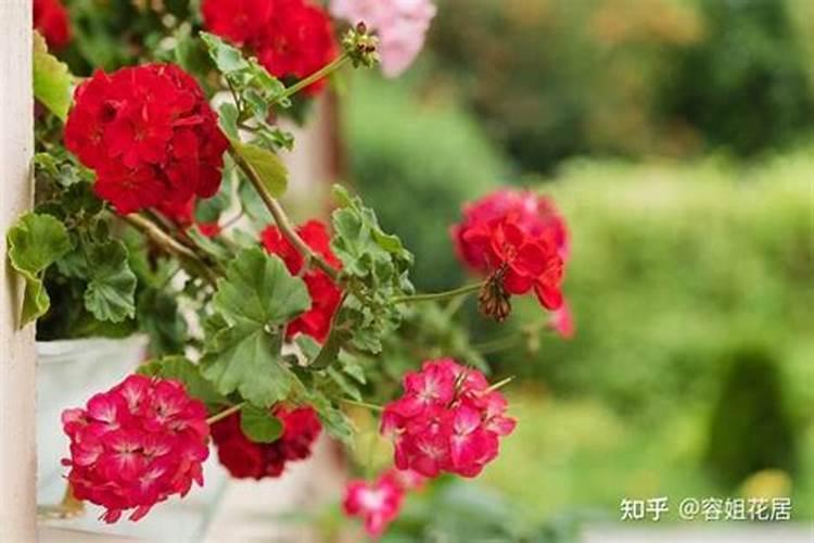 天竺葵喜肥吗 喜欢施什么肥料