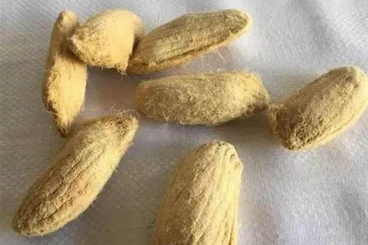 芒果新叶长这样怎么打药？