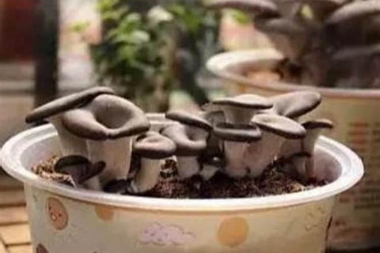 几种钙肥对于蘑菇培养料的作用各有何特点？