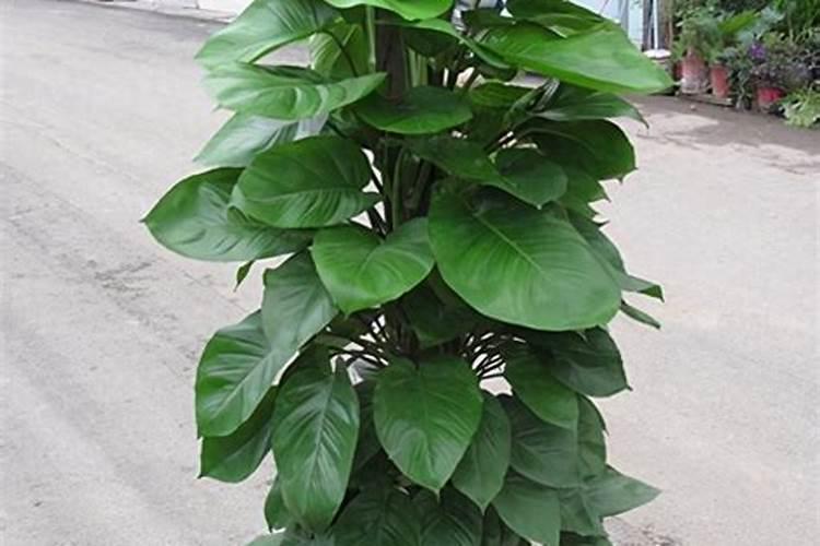 芸苔素喷后几天见效