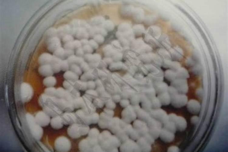 淡紫拟青霉菌治线虫