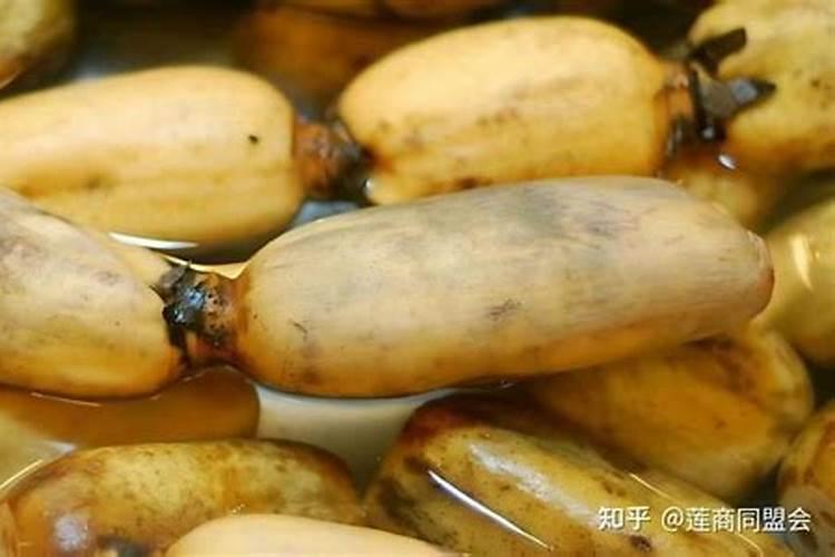 莲藕怎样施肥,施什么肥。藕又白又嫩