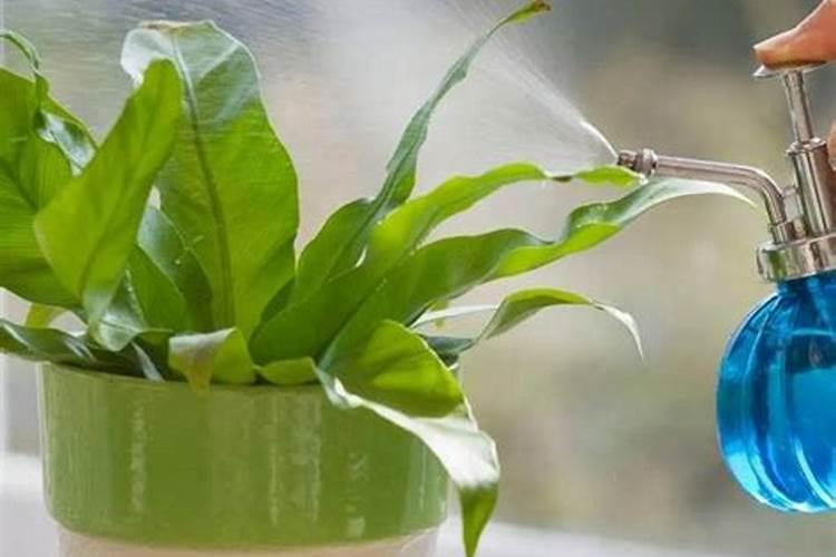 雨水浇花的正确方法