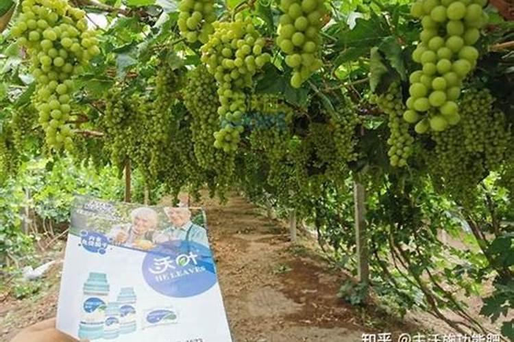 月季修剪后怎样施肥选择什么肥料好
