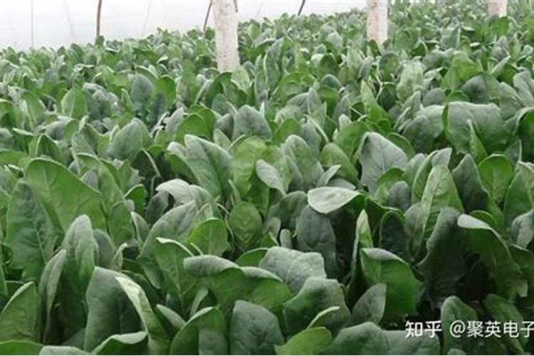 种植菠菜如何施肥