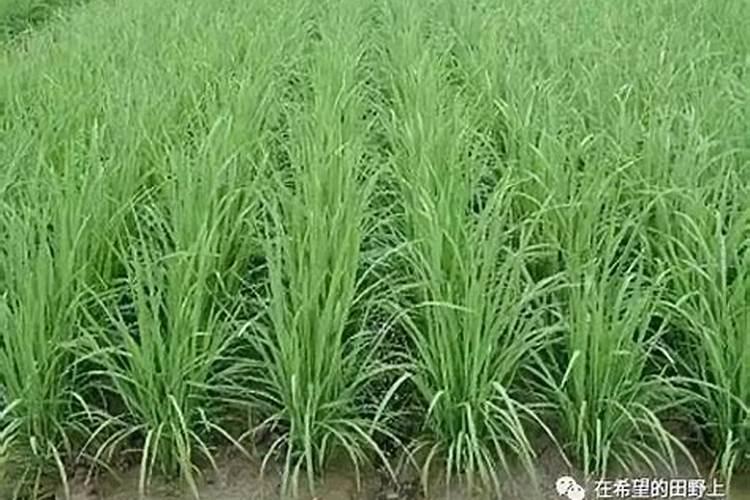 水稻什么时候施钾肥,钾肥对水稻的作用