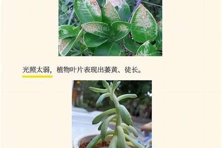 在农村种植扁豆,想取得高产,应该如何管理？