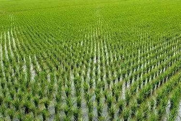 直播水稻施肥时间与施肥技术