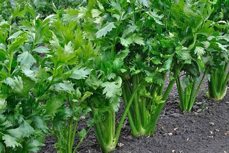 小香芹种植方法和时间