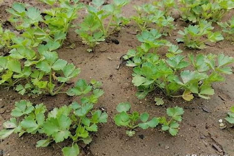 小香芹种植方法和时间
