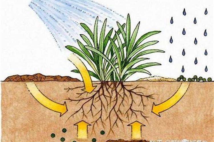 巨格水溶肥主要成分是什么？